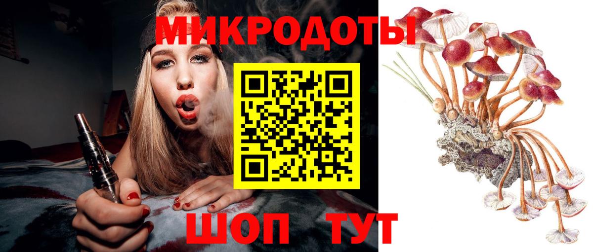 Псилоцибиновые грибы Psilocybe Выборг